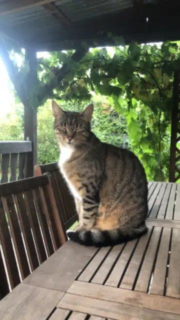 chat lost   68210 Dannemarie Ginko