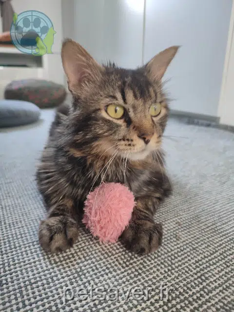 gatto lost 68000 Colmar Gizmo