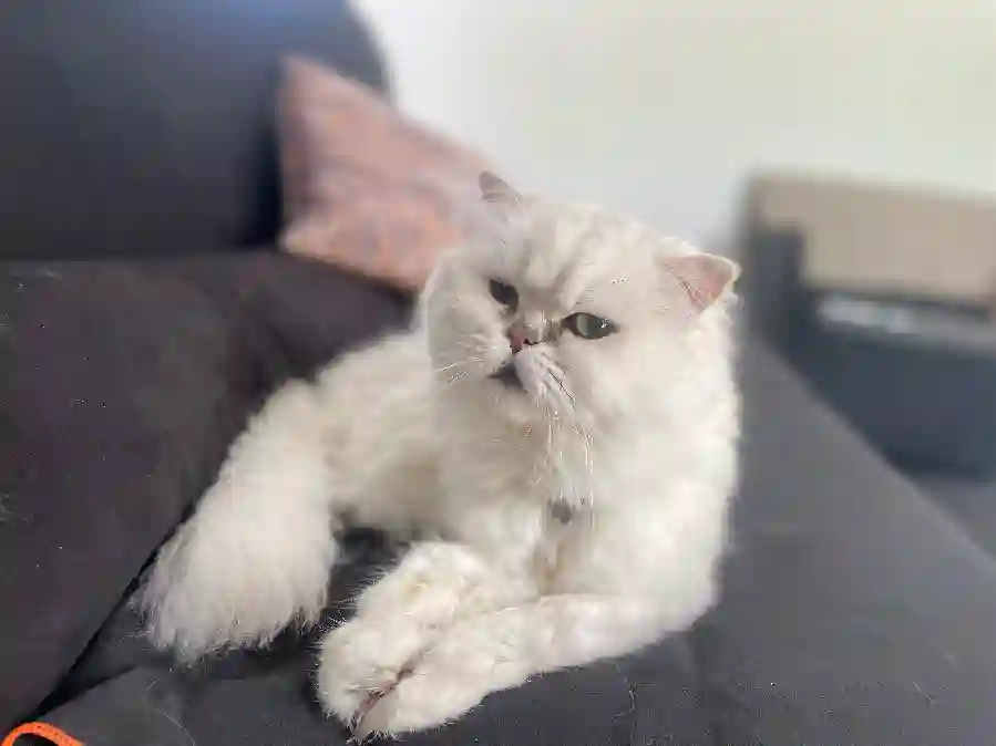 Chat Perdu 68 Haut-Rhin - Glamour Chat Perdu 68 Haut-Rhin - Glamour