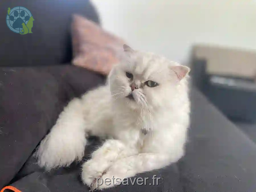 Chat Perdu 68 Haut-Rhin - Glamour Chat Perdu 68 Haut-Rhin - Glamour