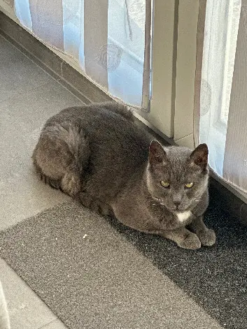 Chat Perdu 68 Haut-Rhin - Godzy Chat Perdu 68 Haut-Rhin - Godzy