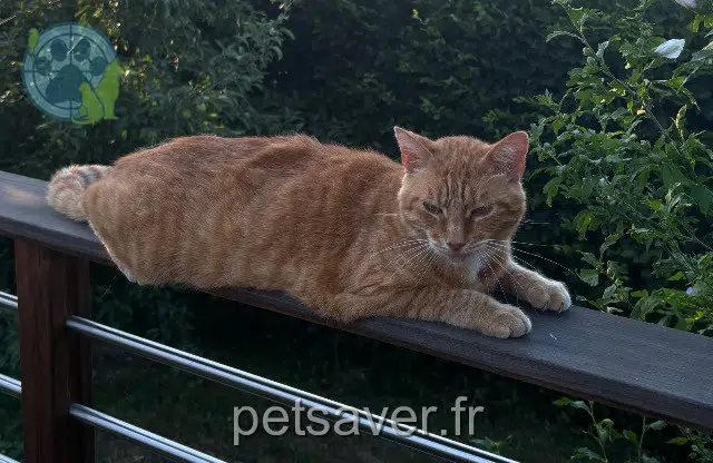 chat lost 68320 Muntzenheim Goya