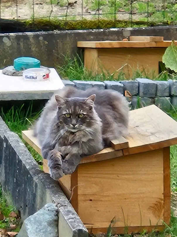 Chat Perdu 68 Haut-Rhin - Gribouille Chat Perdu 68 Haut-Rhin - Gribouille