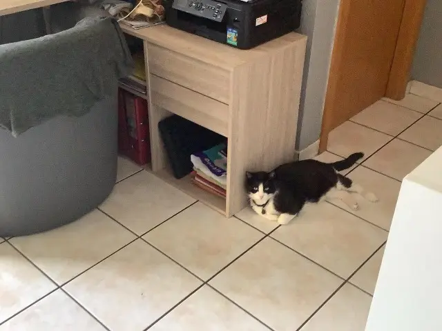 cat lost   68700 Cernay Gribouille