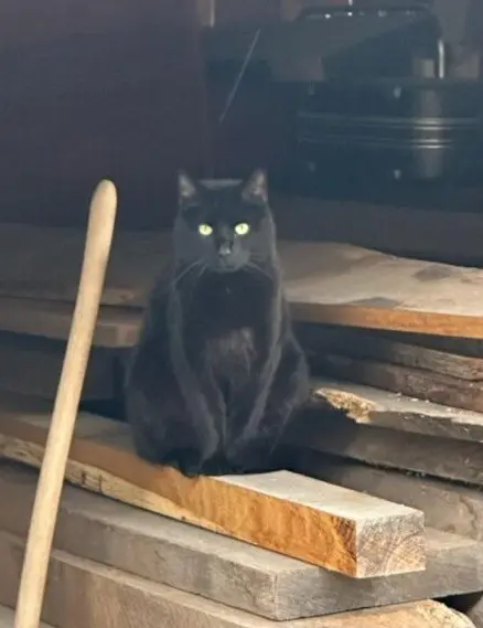 chat lost   68190 Ensisheim Grigris
