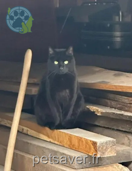 cat lost 68190 Ensisheim Grigris cat lost 68190 Ensisheim Grigris