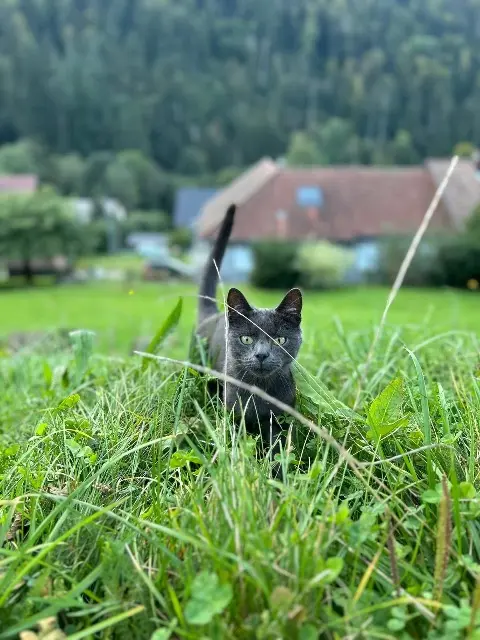 chat lost   68380 Mittlach Grisou