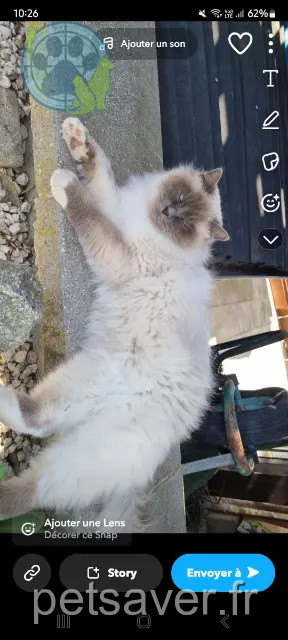cat lost 68130 Altkirch Grisou cat lost 68130 Altkirch Grisou