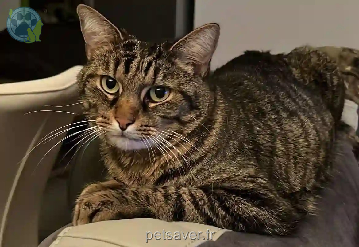 Chat Perdu 68 Haut-Rhin - Grisou Chat Perdu 68 Haut-Rhin - Grisou