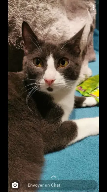 chat lost   68500 Issenheim Grisou