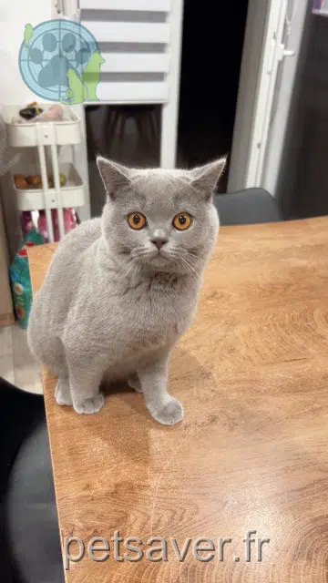 Kater lost 68720 Zillisheim Grisouille