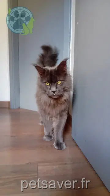 chat lost   68290 Bourbach-le-Haut Grumo
