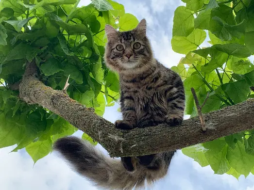 Chat Perdu 68 Haut-Rhin - Grump Chat Perdu 68 Haut-Rhin - Grump
