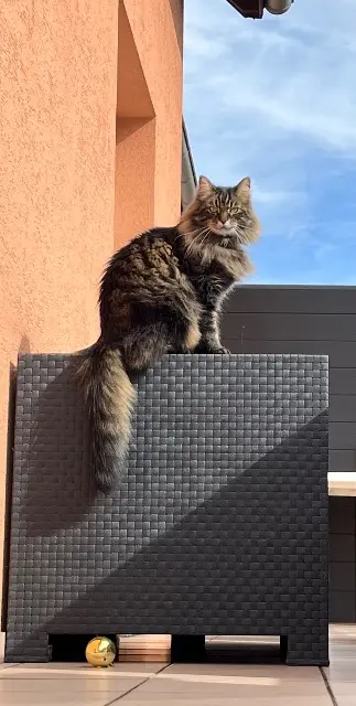 chat lost   68700 Cernay Gucci