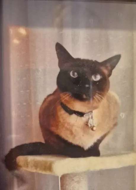 chat lost   68110 Illzach GUGUSSE