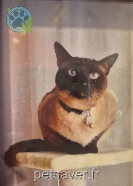 gatto perso 68110 Illzach GUGUSSE gatto lost 68110 Illzach GUGUSSE