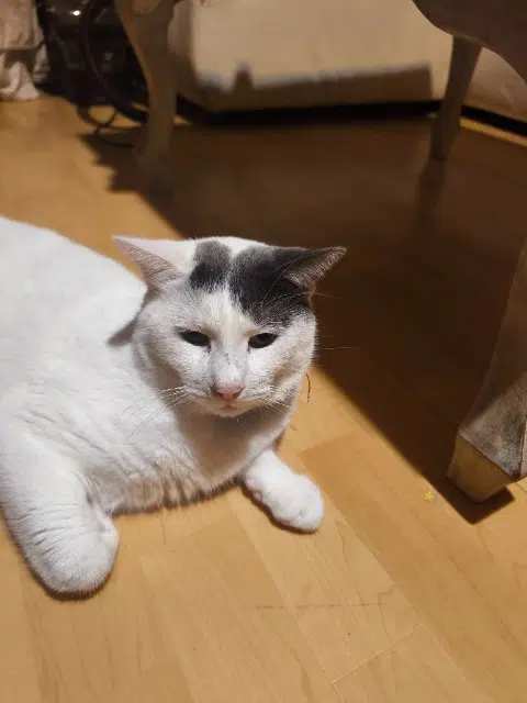 chat lost   68000 Colmar Guizmo