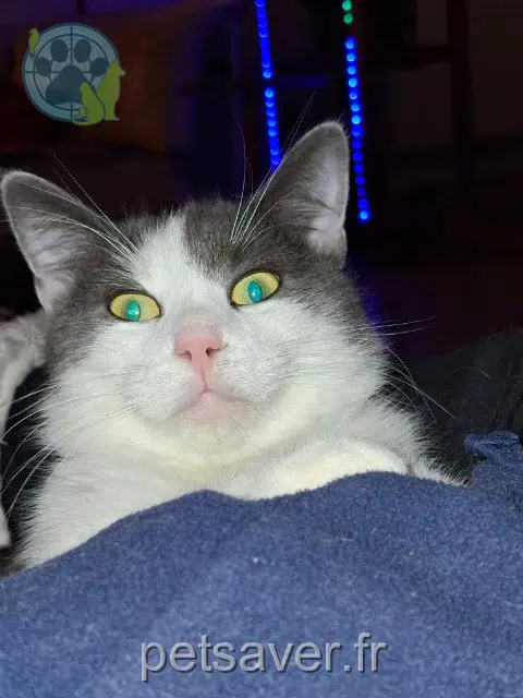 gatto lost   68800 Thann Guizmo