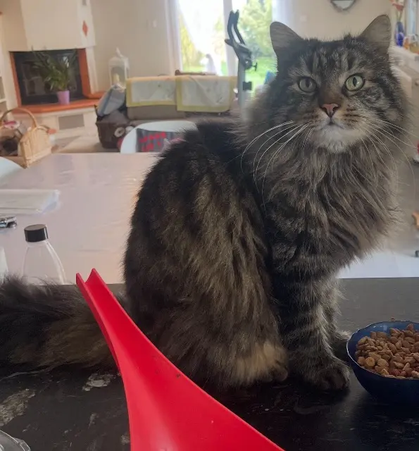 Kater vermisst 68250 Munwiller Guizmo Kater lost 68250 Munwiller Guizmo