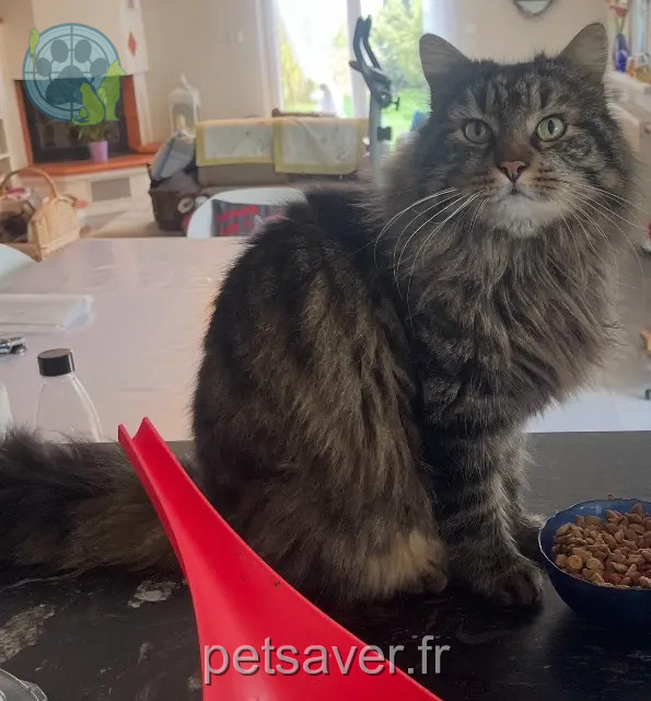 chat perdu 68250 Munwiller Guizmo chat lost 68250 Munwiller Guizmo