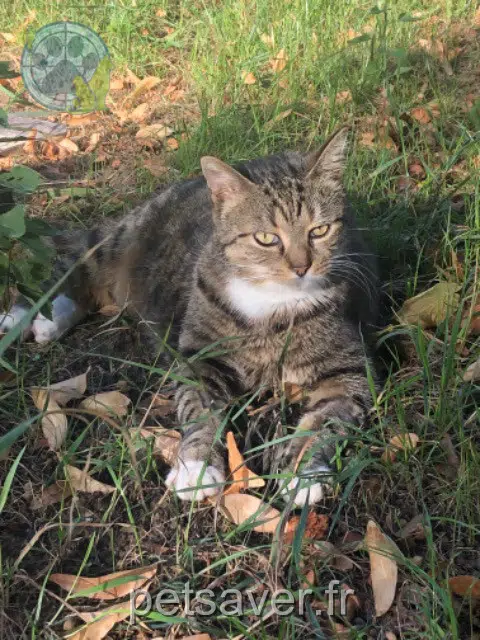 chat lost 68790 Morschwiller-le-Bas Gulliver
