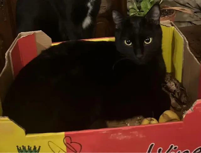 chat lost   68800 Thann Hadès