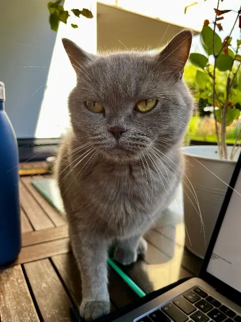 chat lost   68740 Balgau Happy