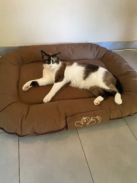 chat lost   68130 Aspach Hoshi