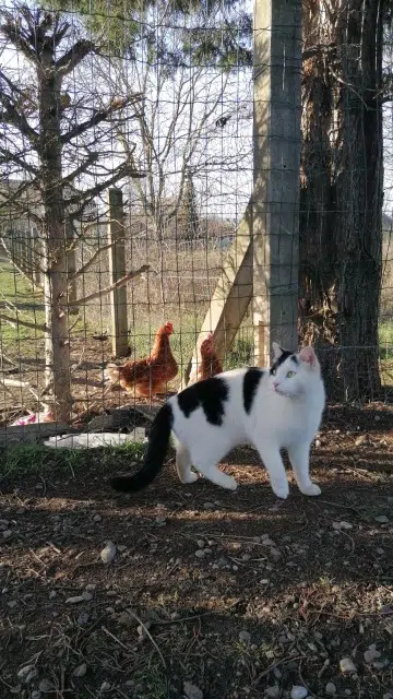 chat lost   68260 Kingersheim Hulk