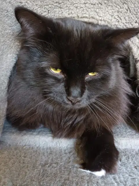 chat lost   68680 Kembs Hypolite