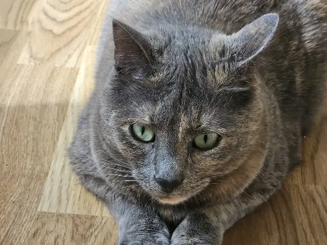 chat lost   68300 Saint-Louis Hélène Allemann Stempflin