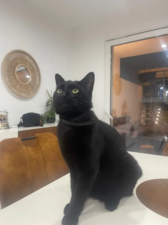 chat perdu 39 Rue de la Douane 68700 Cernay chat lost 39 Rue de la Douane 68700 Cernay