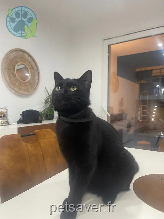 chat perdu 39 Rue de la Douane 68700 Cernay chat lost 39 Rue de la Douane 68700 Cernay