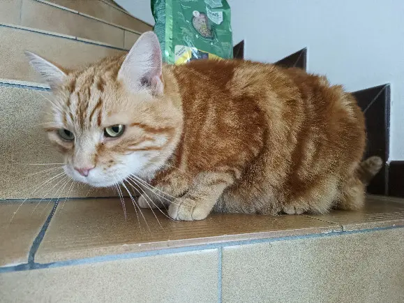Chat Perdu 68 Haut-Rhin Illtal Chat Perdu 68 Haut-Rhin Illtal