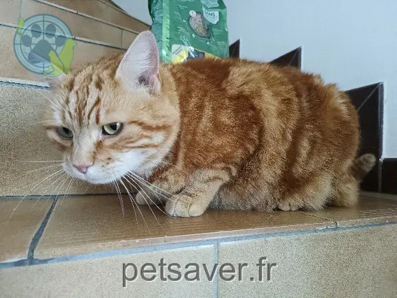 Chat Perdu 68 Haut-Rhin Illtal Chat Perdu 68 Haut-Rhin Illtal