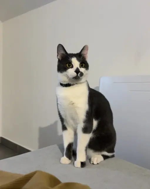 chat lost   68790 Morschwiller-le-Bas Iro