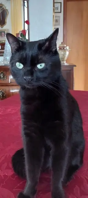chat lost   68260 Kingersheim Iron