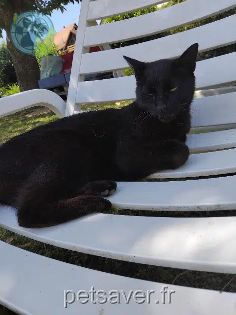 chat lost   68220 Wentzwiller Isha