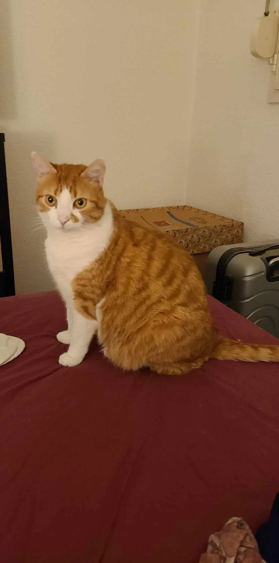 Chat Perdu 68 Haut-Rhin - Jack Chat Perdu 68 Haut-Rhin - Jack