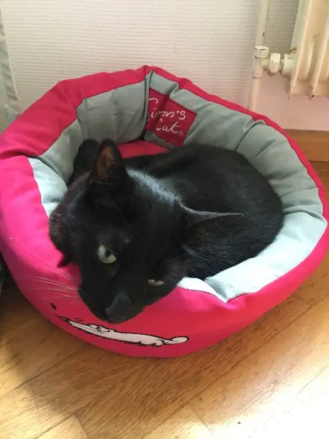 chat lost   68400 Riedisheim Jack