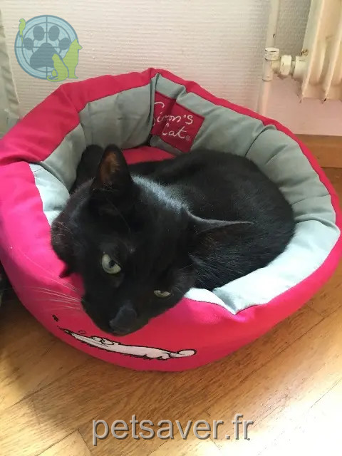 gatto perso 68400 Riedisheim Jack gatto lost 68400 Riedisheim Jack
