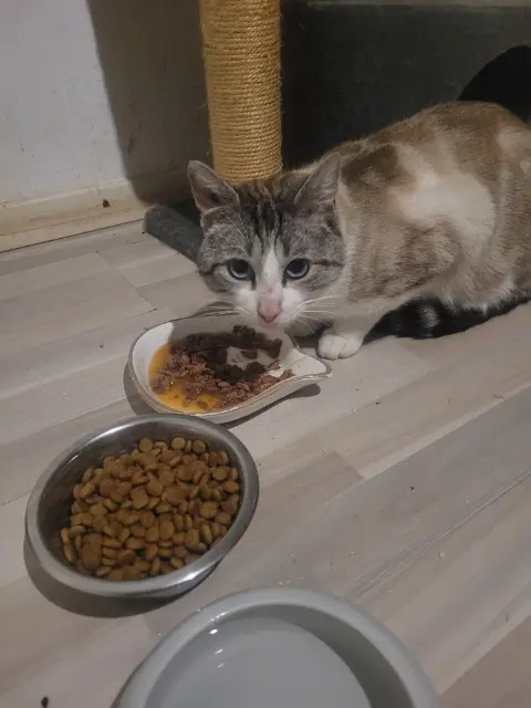 chat lost   68260 Kingersheim Jack