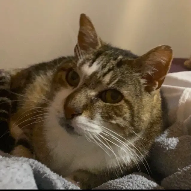 chat lost   68580 Largitzen Jack