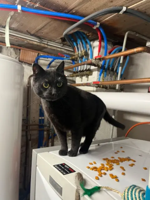 chat perdu 68210 Traubach-le-Bas Java chat lost 68210 Traubach-le-Bas Java