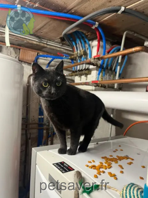chat perdu 68210 Traubach-le-Bas Java chat lost 68210 Traubach-le-Bas Java