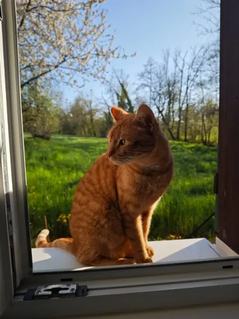 chat lost   68510 Magstatt-le-Haut Jesus