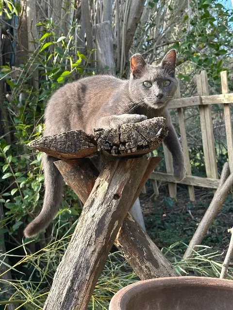 chat lost   68170 Rixheim JOMI ou MINOU