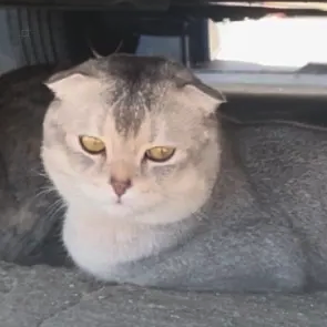 chat lost   68000 Colmar Kalpi