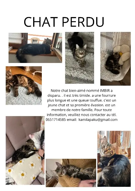gatto perso 68150 Ribeauvillé Kamila gatto lost 68150 Ribeauvillé Kamila
