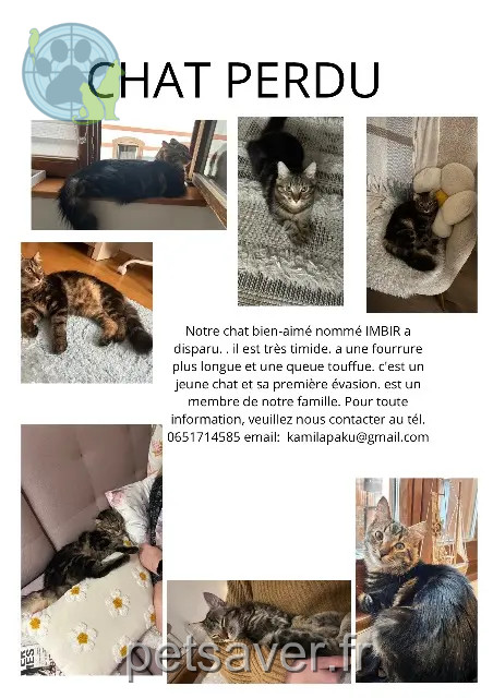 gatto perso 68150 Ribeauvillé Kamila gatto lost 68150 Ribeauvillé Kamila